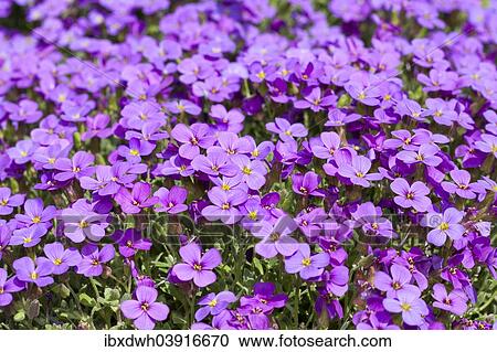 "Aubrieta (Aubrieta), Baden-Wurttemberg, Germany, Europe" View Large Photo Image Stock Image - "Aubrieta (Aubrieta), Baden-Wurttemberg, Germany, Europe". Fotosearch