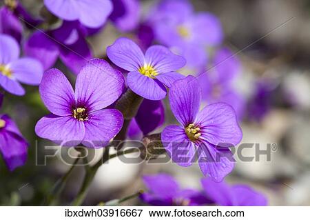 "Aubrieta (Aubrieta), Baden-Wurttemberg, Germany, Europe" View Large Photo Image Stock Photo - "Aubrieta (Aubrieta), Baden-Wurttemberg, Germany, Europe". Fotosearch