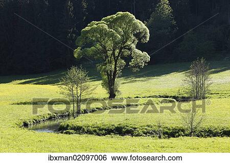 "Aufsesstal valley, Aufsess River near Neuhaus, Little Switzerland, Upper Franconia, Franconia, Bavaria, Germany, Europe" View Large Photo Image Stock Photograph - "Aufsesstal valley, Aufsess River near Neuhaus, Little Switzerland, Upper Franconia, Franconia, Bavaria, Germany, Europe". Fotosearch