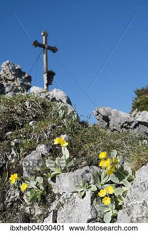 "Auricula (Primula auricula) in front of the summit cross of Mt Brettgabel, Berchtesgaden, Upper Bavaria, Bavaria, Germany, Europe" View Large Photo Image Stock Image - "Auricula (Primula auricula) in front of the summit cross of Mt Brettgabel, Berchtesgaden, Upper Bavaria, Bavaria, Germany, Europe". Fotosearch