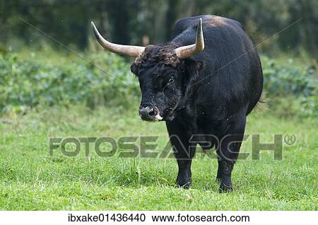 "Aurochs or Urus (Bos primigenius), bull, enclosure, Germany, Europe" View Large Photo Image Stock Image - "Aurochs or Urus (Bos primigenius), bull, enclosure, Germany, Europe". Fotosearch
