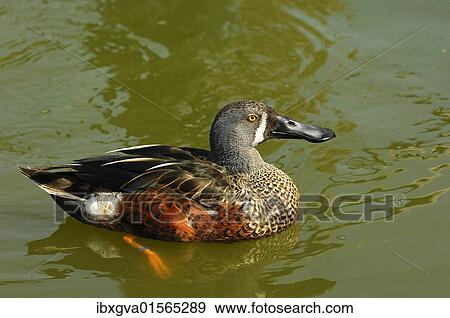 Stock Photo - "Australasian Shoveler (Anas rhynchotis), male". Fotosearch
