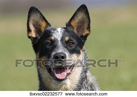 "Australian Cattle Dog, portrait" View Large Photo Image Stock Photo - "Australian Cattle Dog, portrait". Fotosearch