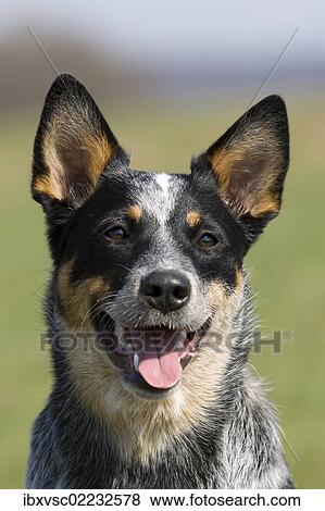 "Australian Cattle Dog, portrait" View Large Photo Image Stock Photo - "Australian Cattle Dog, portrait". Fotosearch