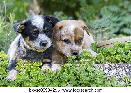 "Australian Cattle Dog puppies, 7 weeks, in a garden, Elsenfeld breeding" View Large Photo Image Stock Photography - "Australian Cattle Dog puppies, 7 weeks, in a garden, Elsenfeld breeding". Fotosearch