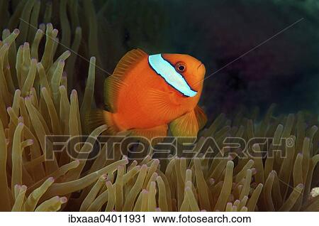 "Australian clownfish (Amphiprion rubrocinctus), Bohol Sea, Philippines, Asia" View Large Photo Image Stock Image - "Australian clownfish (Amphiprion rubrocinctus), Bohol Sea, Philippines, Asia". Fotosearch