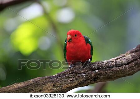 Stock Image - "Australian King Parrot (Alisterus scapularis), adult male, captive, Australia, Oceania". Fotosearch