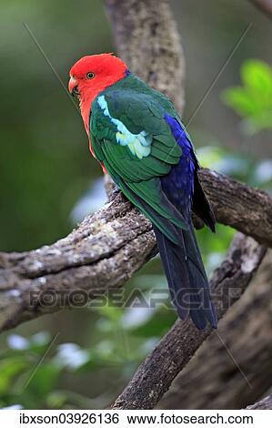"Australian King Parrot (Alisterus scapularis), adult male, captive, Australia, Oceania" View Large Photo Image Stock Photograph - "Australian King Parrot (Alisterus scapularis), adult male, captive, Australia, Oceania". Fotosearch