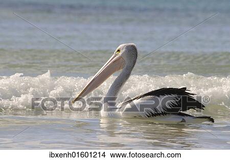 "Australian pelican (Pelecanus conspicillatus), Kangaroo Island, Australia, Oceania" View Large Photo Image Picture - "Australian pelican (Pelecanus conspicillatus), Kangaroo Island, Australia, Oceania". Fotosearch
