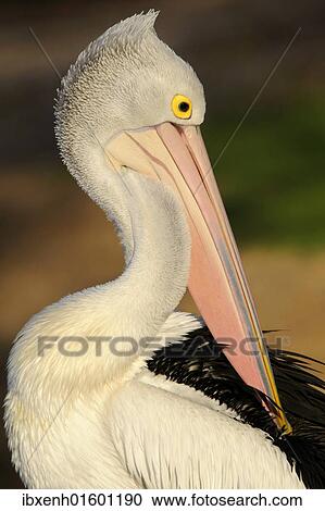 "Australian pelican (Pelecanus conspicillatus), Australia, Oceania" View Large Photo Image Stock Image - "Australian pelican (Pelecanus conspicillatus), Australia, Oceania". Fotosearch