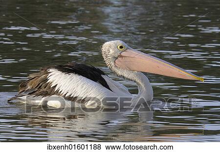 Stock Photo - "Australian pelican (Pelecanus conspicillatus), Australia, Oceania". Fotosearch