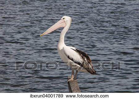 "Australian Pelican (Pelecanus conspicillatus) standing on a pier, Crajingolong National Park, Victoria, Australia, Oceania" View Large Photo Image Stock Photo - "Australian Pelican (Pelecanus conspicillatus) standing on a pier, Crajingolong National Park, Victoria, Australia, Oceania". Fotosearch