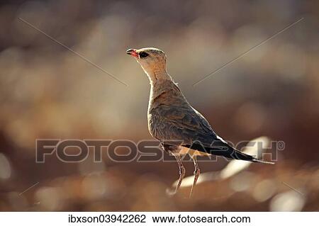 "Australian pratincole (Stiltia isabella), adult, Sturt National Park, New South Wales, Australia, Oceania" View Large Photo Image Stock Image - "Australian pratincole (Stiltia isabella), adult, Sturt National Park, New South Wales, Australia, Oceania". Fotosearch