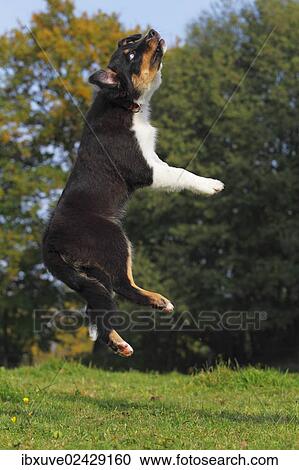 "Australian Shepherd Black Tri dog, male puppy, jumping" View Large Photo Image Stock Image - "Australian Shepherd Black Tri dog, male puppy, jumping". Fotosearch