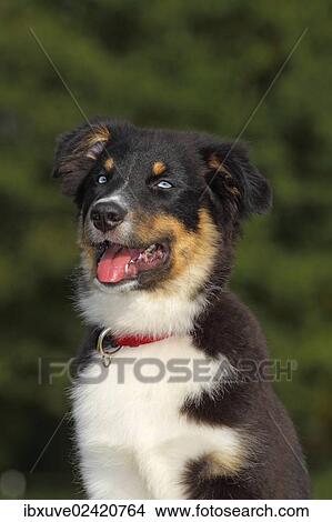 "Australian Shepherd Black Tri puppy, male, with blue eyes" View Large Photo Image Picture - "Australian Shepherd Black Tri puppy, male, with blue eyes". Fotosearch