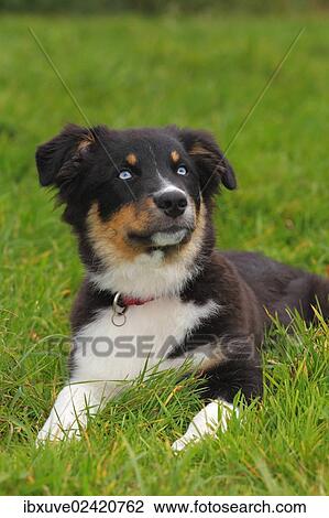 "Australian Shepherd Black Tri puppy, male, with blue eyes" View Large Photo Image Stock Image - "Australian Shepherd Black Tri puppy, male, with blue eyes". Fotosearch