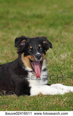 "Australian Shepherd dog, black tricolor, puppy with blue eyes" View Large Photo Image Stock Image - "Australian Shepherd dog, black tricolor, puppy with blue eyes". Fotosearch