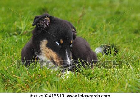 "Australian Shepherd dog, black tricolor, puppy with blue eyes" View Large Photo Image Stock Image - "Australian Shepherd dog, black tricolor, puppy with blue eyes". Fotosearch