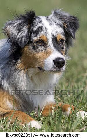 "Australian Shepherd, portrait" View Large Photo Image Picture - "Australian Shepherd, portrait". Fotosearch