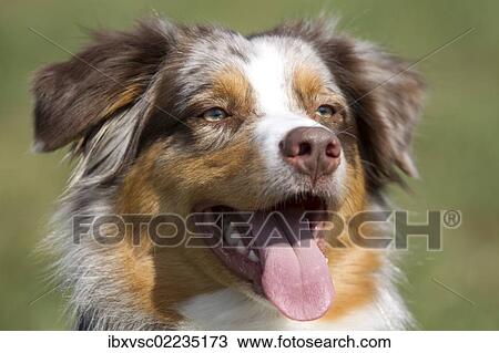 "Australian Shepherd, portrait" View Large Photo Image Stock Image - "Australian Shepherd, portrait". Fotosearch