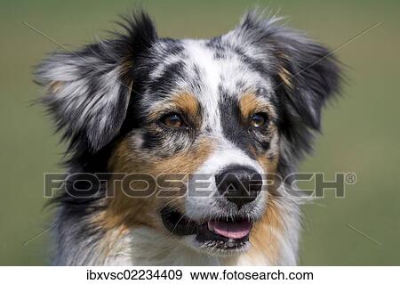 "Australian Shepherd, portrait" View Large Photo Image Stock Photo - "Australian Shepherd, portrait". Fotosearch