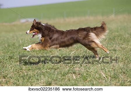 Australian Shepherd running in a meadow View Large Photo Image Stock Photograph - Australian Shepherd running in a meadow. Fotosearch