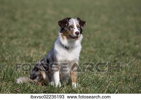 Australian Shepherd View Large Photo Image Stock Image - Australian Shepherd. Fotosearch