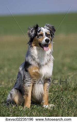 Australian Shepherd View Large Photo Image Stock Photograph - Australian Shepherd. Fotosearch