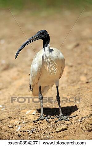 "Australian White Ibis (Threskiornis molucca), adult, New South Wales, Australia, Oceania" View Large Photo Image Stock Image - "Australian White Ibis (Threskiornis molucca), adult, New South Wales, Australia, Oceania". Fotosearch