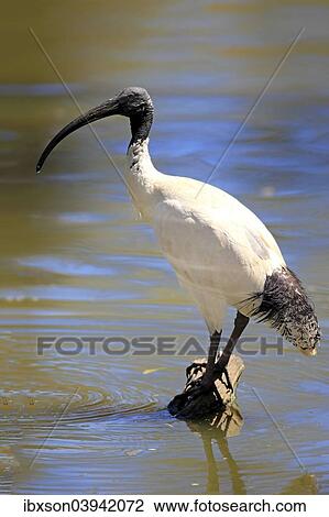 "Australian White Ibis (Threskiornis molucca), adult, New South Wales, Australia, Oceania" View Large Photo Image Stock Image - "Australian White Ibis (Threskiornis molucca), adult, New South Wales, Australia, Oceania". Fotosearch