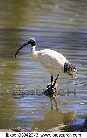 "Australian White Ibis (Threskiornis molucca), adult, New South Wales, Australia, Oceania" View Large Photo Image Stock Image - "Australian White Ibis (Threskiornis molucca), adult, New South Wales, Australia, Oceania". Fotosearch
