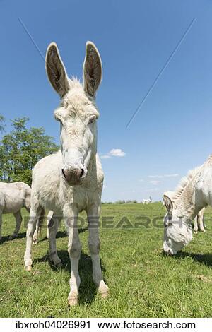 Stock Image - "Austria-Hungarian white donkey or Baroque Donkey (Equus asinus asinus), National Park Lake Neusiedl, Burgenland, Austria, Europe". Fotosearch