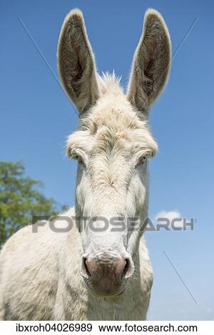 "Austria-Hungarian white donkey or Baroque Donkey (Equus asinus asinus), National Park Lake Neusiedl, Burgenland, Austria, Europe" View Large Photo Image Stock Photo - "Austria-Hungarian white donkey or Baroque Donkey (Equus asinus asinus), National Park Lake Neusiedl, Burgenland, Austria, Europe". Fotosearch