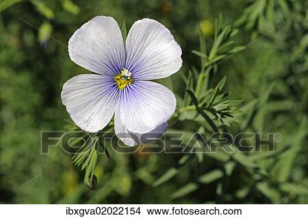 "Austrian Flax (Linum austriacum), Mediterranean" View Large Photo Image Picture - "Austrian Flax (Linum austriacum), Mediterranean". Fotosearch
