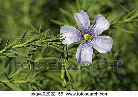 "Austrian Flax (Linum austriacum), Mediterranean" View Large Photo Image Stock Photography - "Austrian Flax (Linum austriacum), Mediterranean". Fotosearch