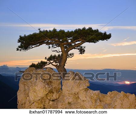"Austrian pine growing on rocks, Peilstein, Triestingtal valley, Lower Austria, Austria, Europe" View Large Photo Image Picture - "Austrian pine growing on rocks, Peilstein, Triestingtal valley, Lower Austria, Austria, Europe". Fotosearch