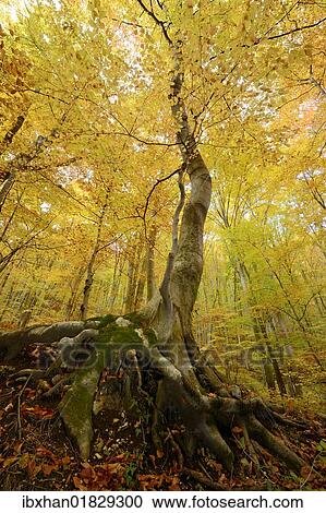 Stock Image - "Autumn beech forest below the ruins of Rauheneck Castle, Baden, Lower Austria, Austria, Europe". Fotosearch