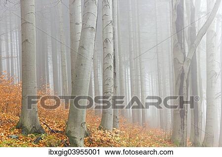 "Autumn beech forest, Jeseniky Protected Landscape Area, Jesenik district, Olomoucky region, Czech Republic, Europe" View Large Photo Image Stock Image - "Autumn beech forest, Jeseniky Protected Landscape Area, Jesenik district, Olomoucky region, Czech Republic, Europe". Fotosearch