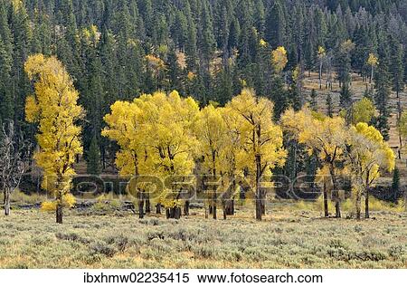 "Autumn colored aspen trees and poplar trees (Populus sp. ), Lamar Valley, Yellowstone National Park, Wyoming, USA" View Large Photo Image Stock Photography - "Autumn colored aspen trees and poplar trees (Populus sp. ), Lamar Valley, Yellowstone National Park, Wyoming, USA". Fotosearch