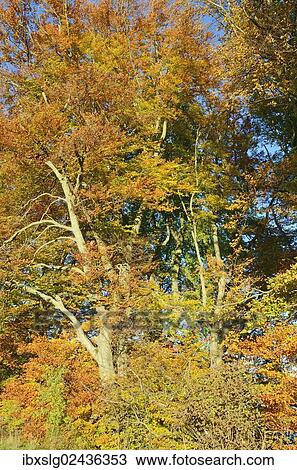 "Autumn-coloured beech trees near Gollenshausen, Chiemgau, Bavaria, Germany, Europe" View Large Photo Image Stock Image - "Autumn-coloured beech trees near Gollenshausen, Chiemgau, Bavaria, Germany, Europe". Fotosearch