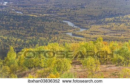 Stock Image - "Autumn coloured Birch forest with river, Vindelfjallen, Vasterbotten County, Sweden, Europe". Fotosearch