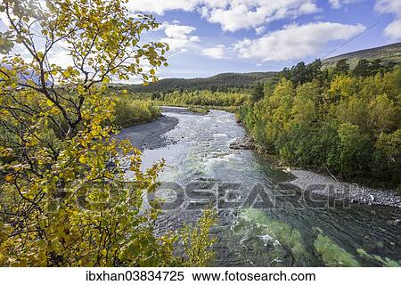 Stock Photography - "Autumn coloured birch trees on the Abiskojakka river, Abisko National Park, Norrbotten County, Sweden, Europe". Fotosearch