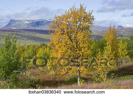 Stock Image - "Autumn coloured Birch trees, Vindelfjallen, Vasterbotten County, Sweden, Europe". Fotosearch
