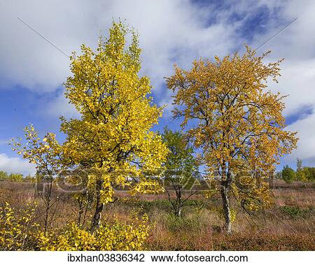 "Autumn coloured Birch trees, Vindelfjallen, Vasterbotten County, Sweden, Europe" View Large Photo Image Stock Image - "Autumn coloured Birch trees, Vindelfjallen, Vasterbotten County, Sweden, Europe". Fotosearch