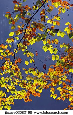 "Autumn-coloured leaves, European Beech (Fagus sylvatica)" View Large Photo Image Stock Photo - "Autumn-coloured leaves, European Beech (Fagus sylvatica)". Fotosearch