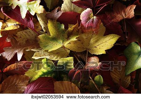 Autumn-coloured leaves of various deciduous trees View Large Photo Image Picture - Autumn-coloured leaves of various deciduous trees. Fotosearch