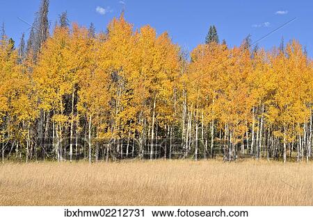 "Autumn coloured Quaking Aspen (Populus tremuloides), Kawuneeche Valley, Trail Ridge Road, Rocky Mountain National Park, Colorado, USA" View Large Photo Image Stock Image - "Autumn coloured Quaking Aspen (Populus tremuloides), Kawuneeche Valley, Trail Ridge Road, Rocky Mountain National Park, Colorado, USA". Fotosearch