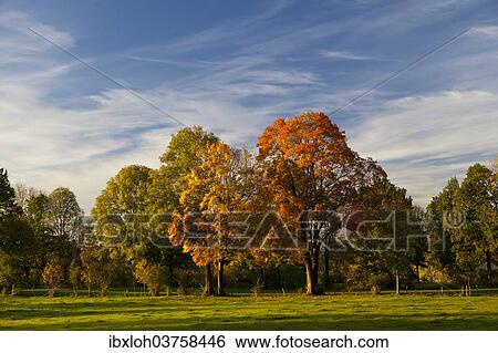 "Autumn coloured trees in a meadow, Bad Tolz, Upper Bavaria, Bavaria, Germany, Europe" View Large Photo Image Stock Photograph - "Autumn coloured trees in a meadow, Bad Tolz, Upper Bavaria, Bavaria, Germany, Europe". Fotosearch