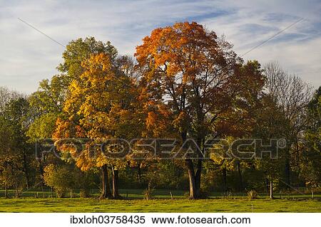 "Autumn coloured trees in a meadow, Bad Tolz, Upper Bavaria, Bavaria, Germany, Europe" View Large Photo Image Stock Photography - "Autumn coloured trees in a meadow, Bad Tolz, Upper Bavaria, Bavaria, Germany, Europe". Fotosearch