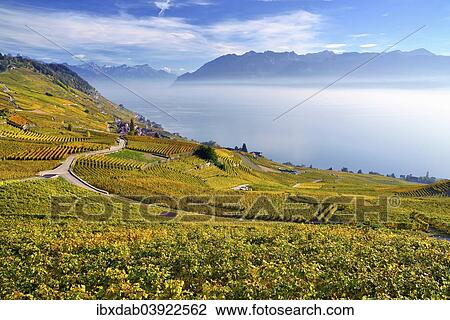 "Autumn-coloured vineyards with mist, at Lake Geneva, Lavaux, UNESCO World Heritage Site, Epesses, Canton of Vaud, Switzerland, Europe" View Large Photo Image Stock Image - "Autumn-coloured vineyards with mist, at Lake Geneva, Lavaux, UNESCO World Heritage Site, Epesses, Canton of Vaud, Switzerland, Europe". Fotosearch